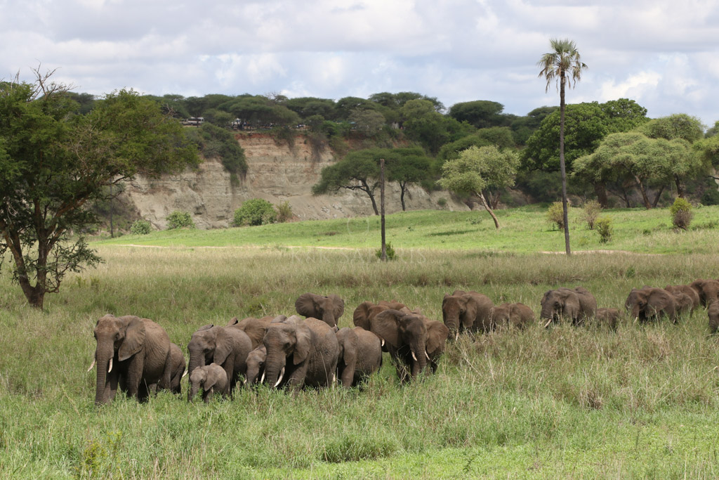 elephants a tarangire