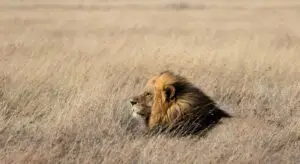 Lion Tanzanie
