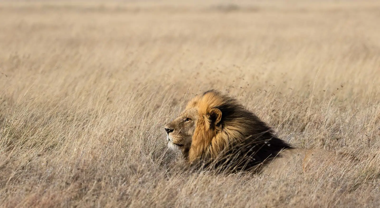Lion Tanzanie