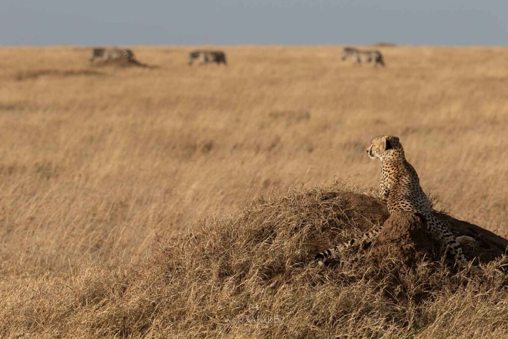 guepard dans le serengeti