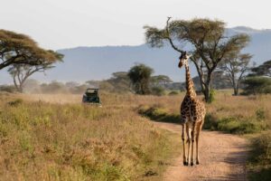 girafe dans la savane