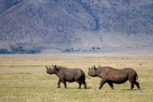 retour rhinoceros blancs