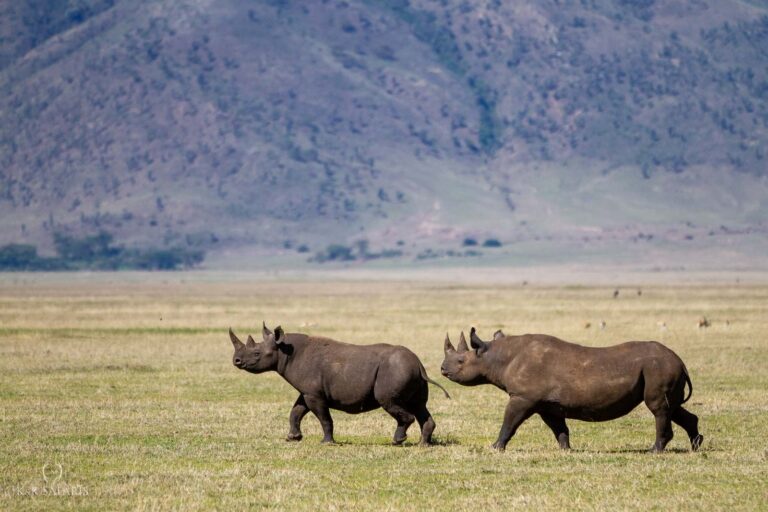 retour rhinoceros blancs