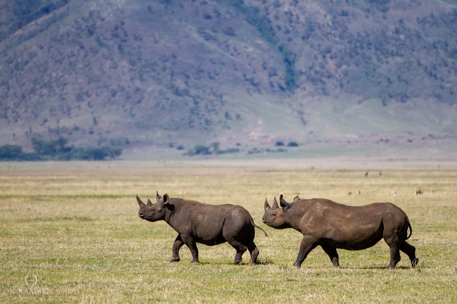 retour rhinoceros blancs