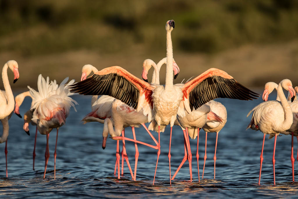flamants roses en Tanzanie