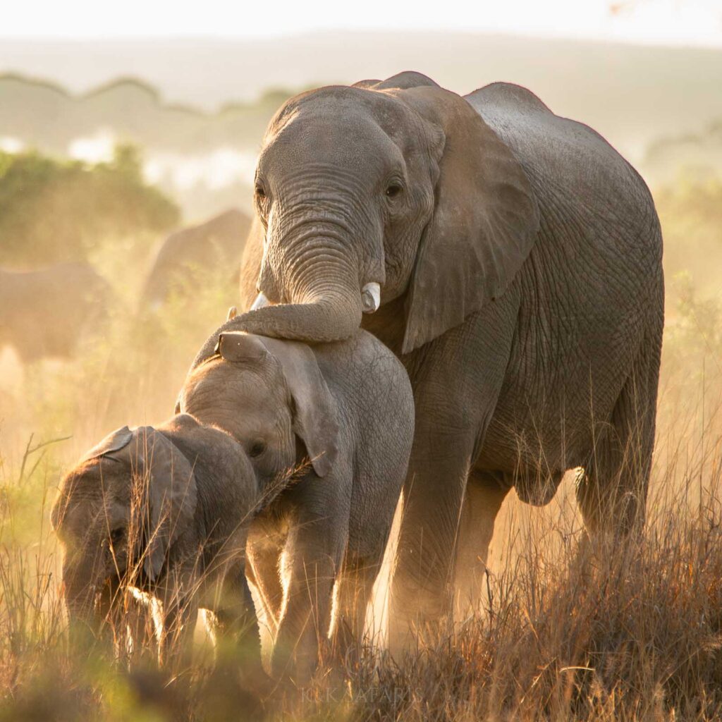 Famille d'elephants