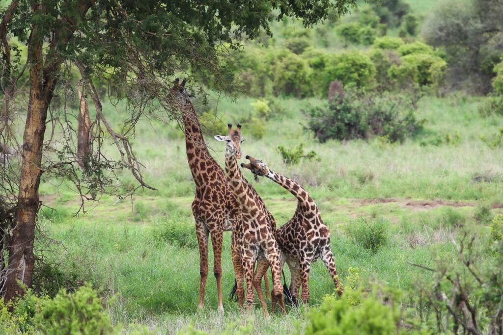 girafe masai tanzanie