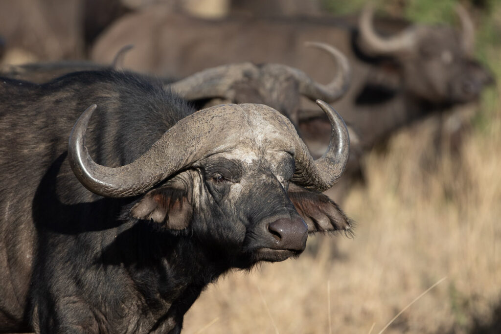 buffle d'afrique tanzanie