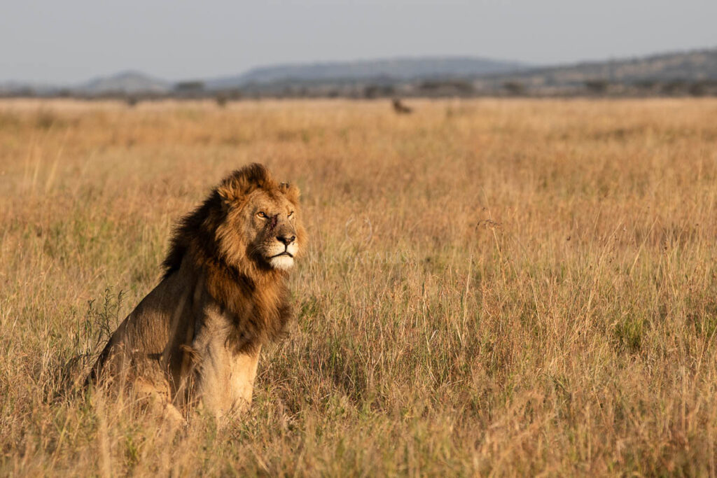 lion big five serengeti