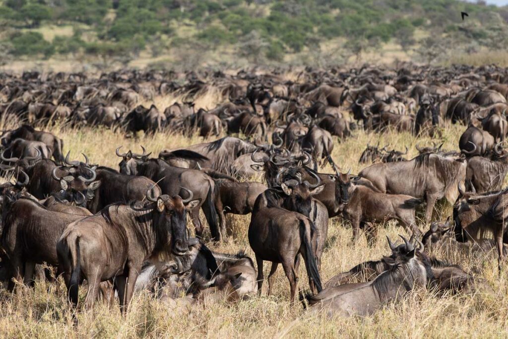 gnous serengeti migration
