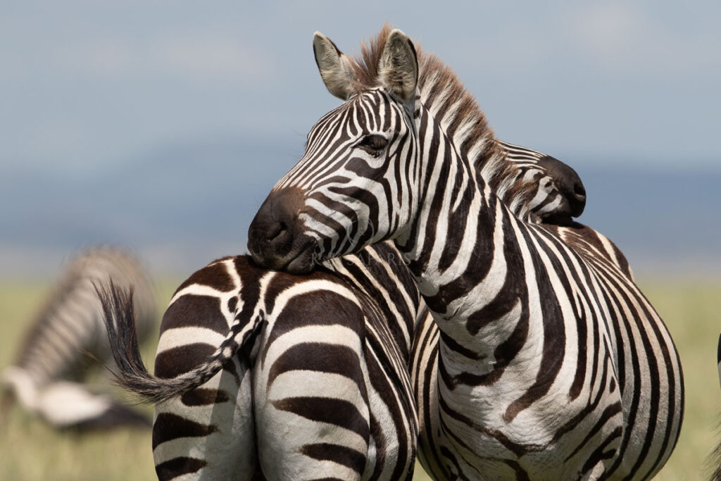 zebre tanzanie