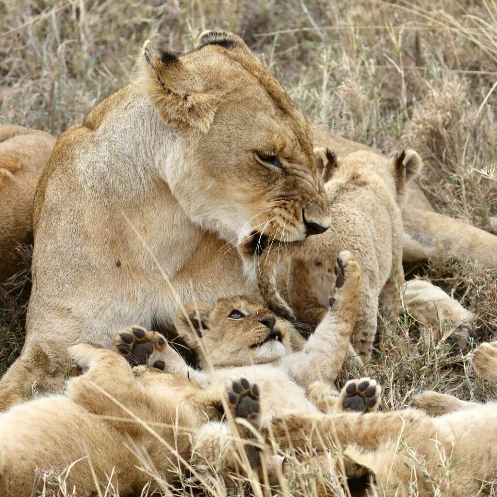 lionne et lionceaux tanzanie serengeti