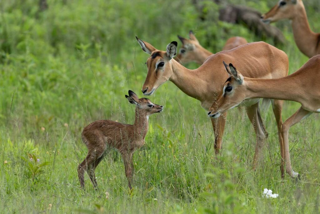 impala antilope tanzanie