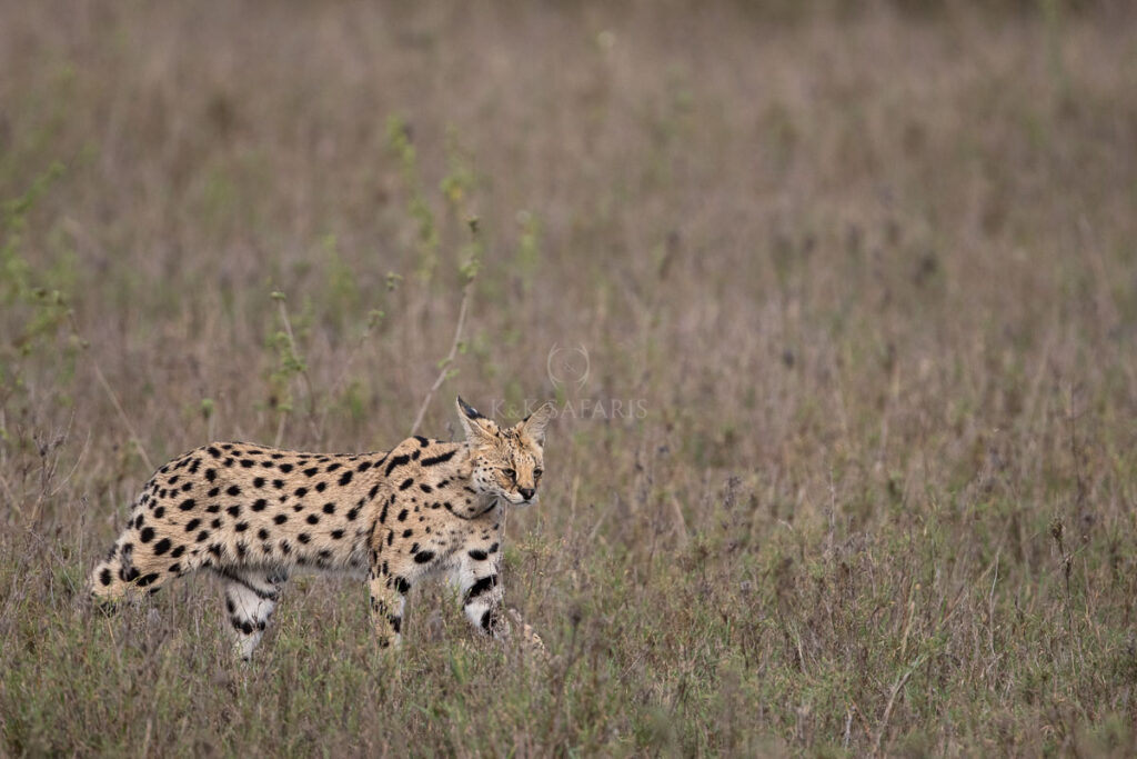 serval dans le serengeti