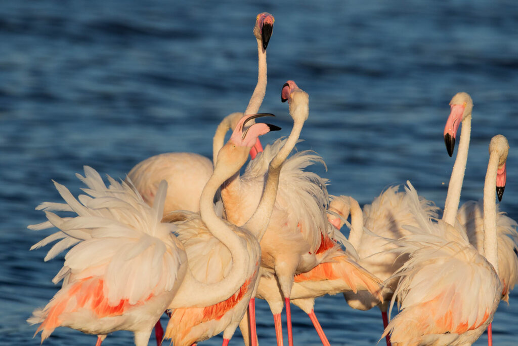 flamands roses