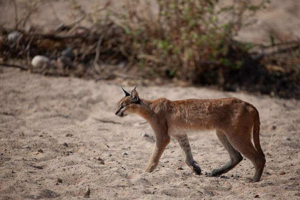 caracal ruaha tanzanie