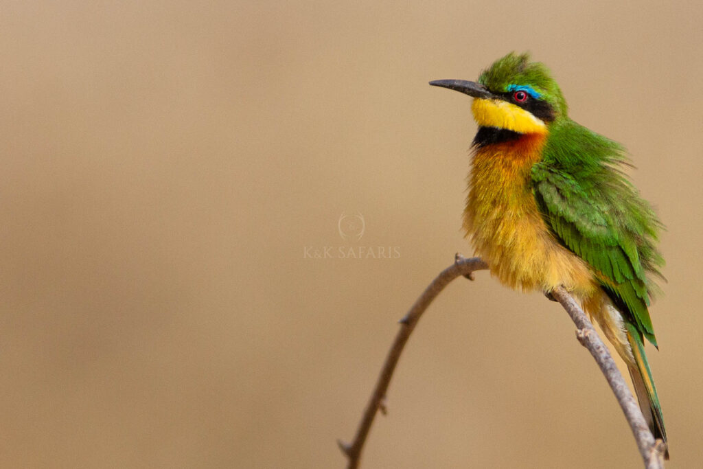 guêpier nain tanzanie oiseau