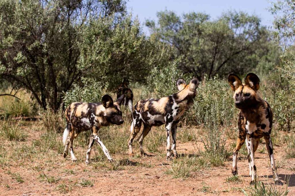 lycaon ruahe tanzanie