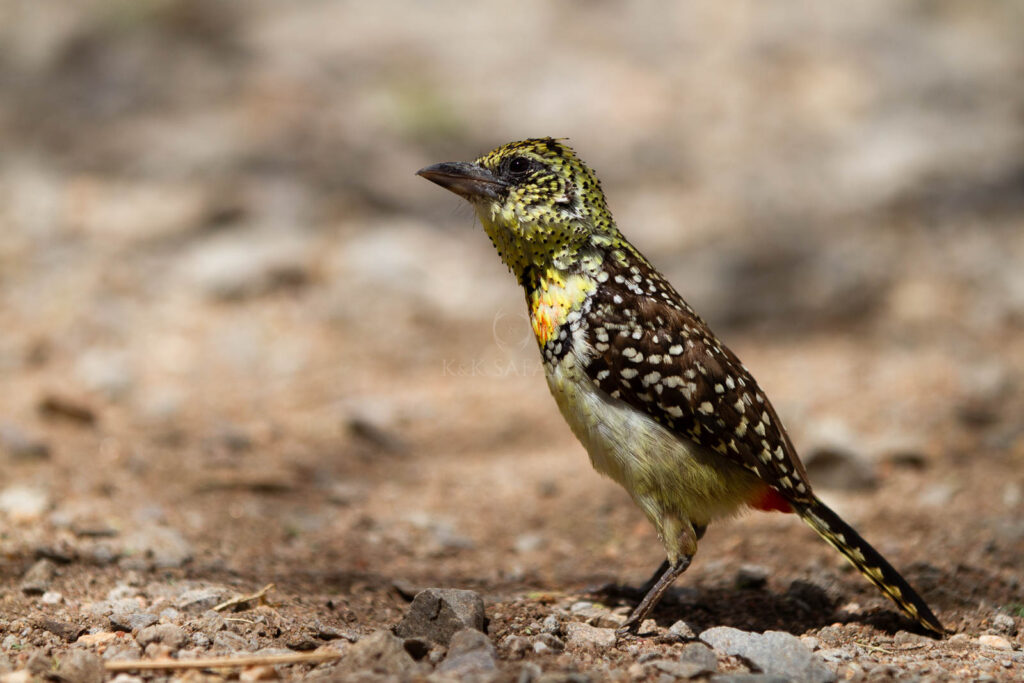 barbican d'arnaud oiseau tanzanie