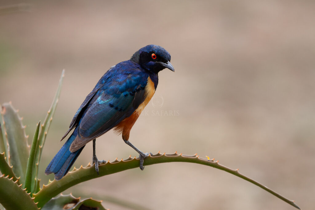 etourneau superbe oiseau