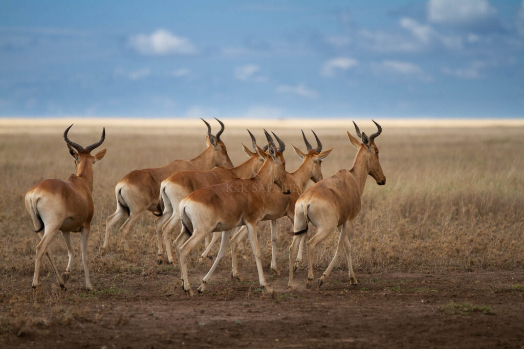 bubale tanzanie antilope