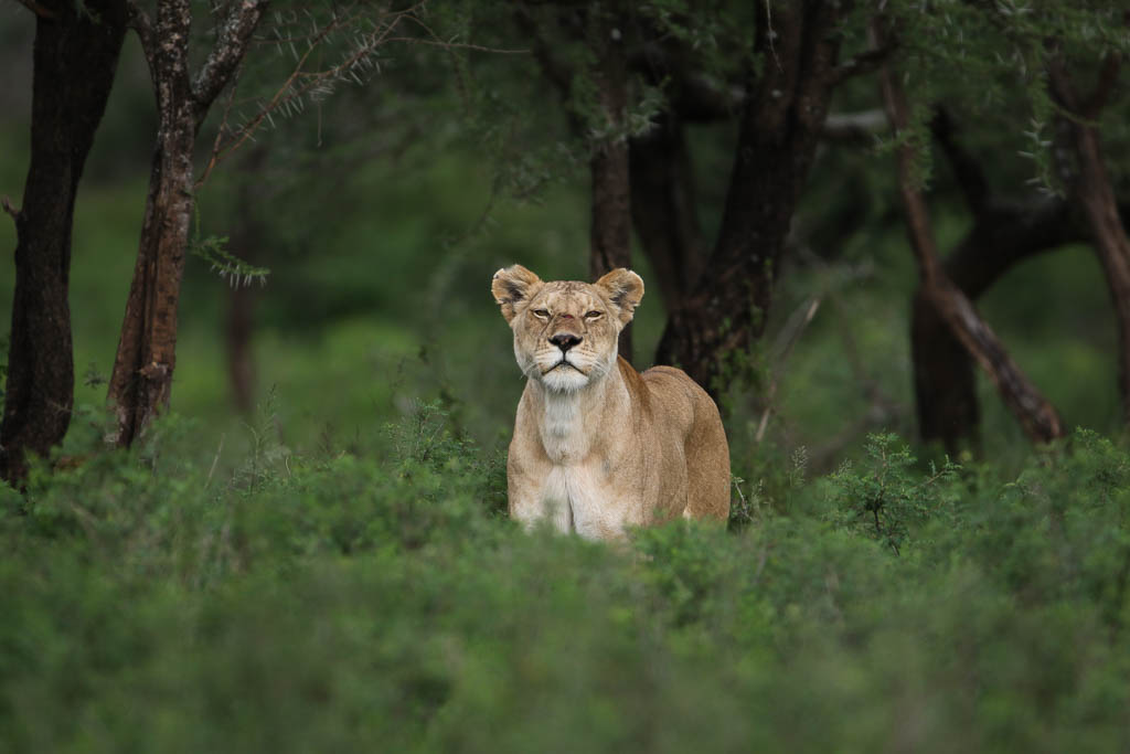 lionne serengeti