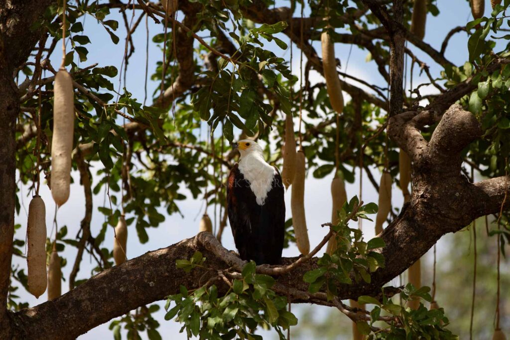 aigle pecheur arbre a saucisse