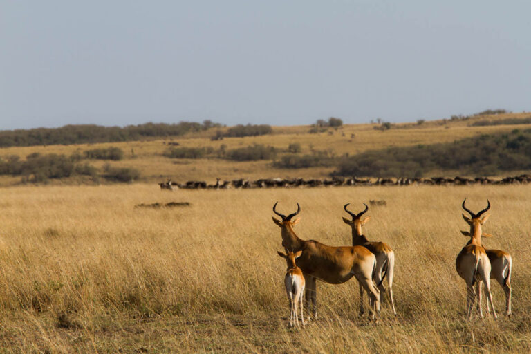 antilope serengeti